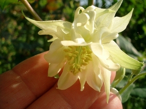 Aquilegia Green Apple