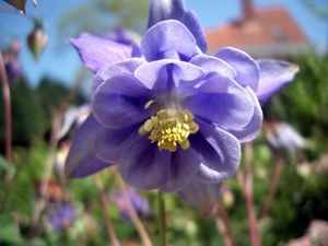 aquilegia bonnet blauw