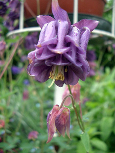 aquilegia bonnet bordeaux-paars