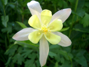 aquilegia hybride 1