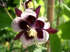 aquilegia wit-bijna zwart