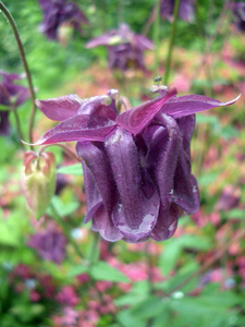 Aquilegia bonnet paars