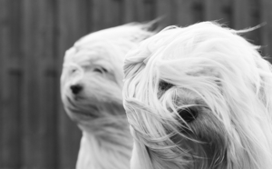 Als je haar maar goed zit