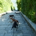 Lago Maggiore 2012 073