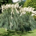 Lago Maggiore 2012 074