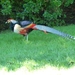 Lago Maggiore 2012 075