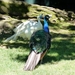 Lago Maggiore 2012 077