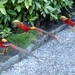 Lago Maggiore 2012 078