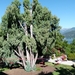 Lago Maggiore 2012 082