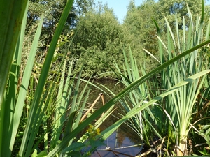 2012-09-04 Begijnendijk 010