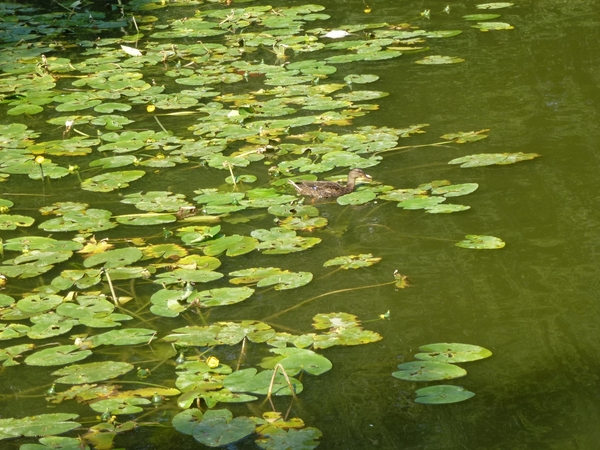 2012-09-04 Begijnendijk 022