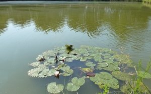 2012-09-04 Begijnendijk 025