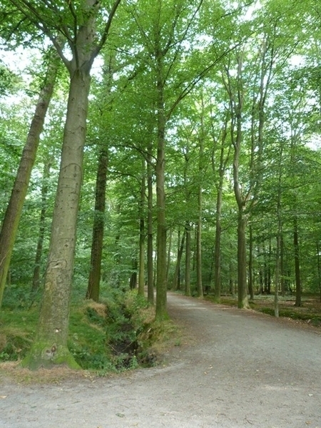 037-Wandeldreven in Buggenhoutbos