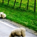 203-SCHAPEN-OP-WEG