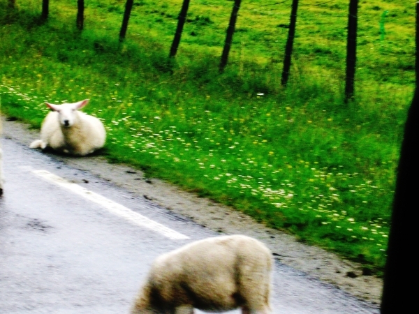 203-SCHAPEN-OP-WEG