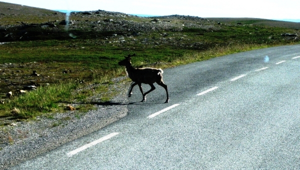 205-RENDIER OP DE WEG