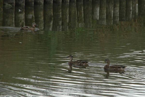 DSC_9775-20120906_105903