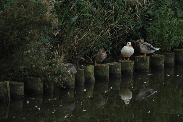 DSC_9786-20120906_111337