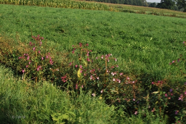 2012-09-04 JanMed Lier (135)