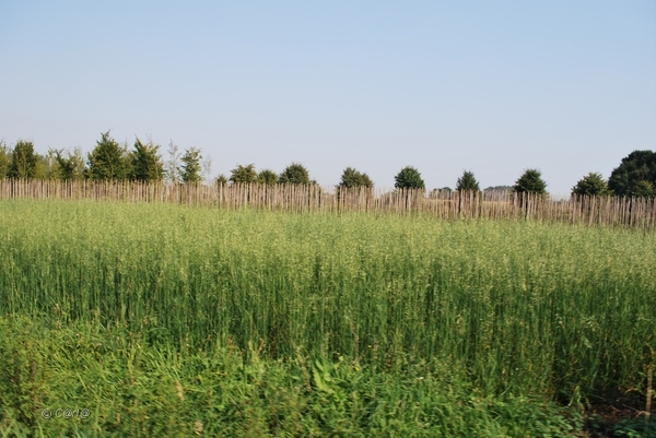 2012-09-04 JanMed Lier (148)