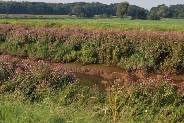 2012-09-04 JanMed Lier (181)