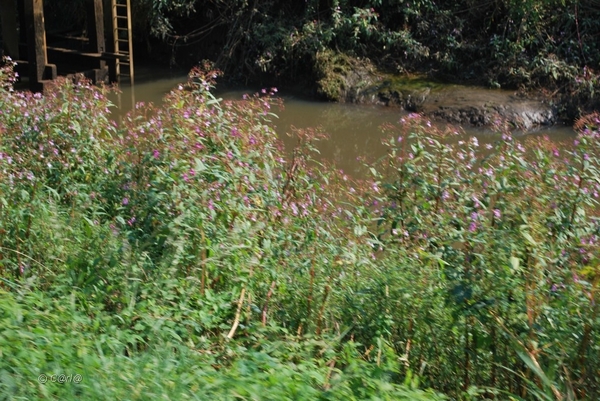 2012-09-04 JanMed Lier (31)