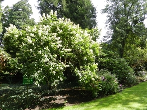 20120906.KalmthoutArboretum 015