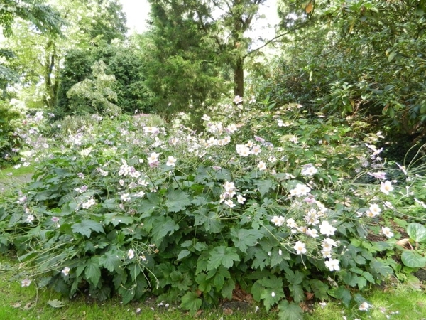 20120906.KalmthoutArboretum 016