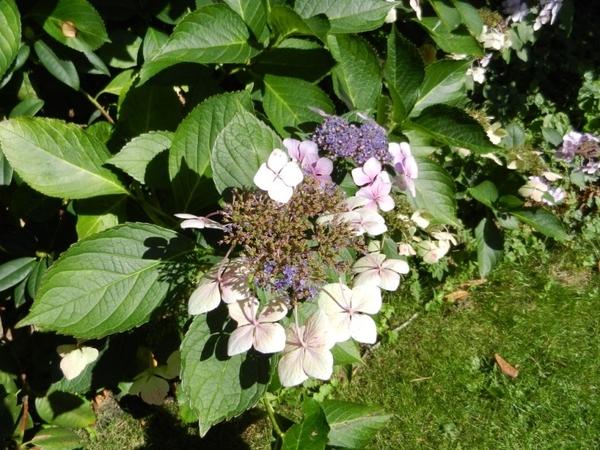 20120906.KalmthoutArboretum 029