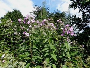 20120906.KalmthoutArboretum 030(1)