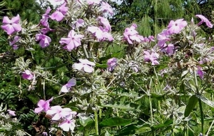 20120906.KalmthoutArboretum 030(2)