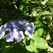 20120906.KalmthoutArboretum 031