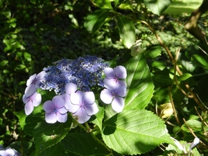 20120906.KalmthoutArboretum 031