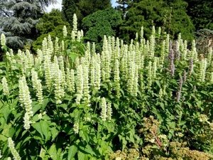 20120906.KalmthoutArboretum 036