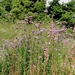 20120906.KalmthoutArboretum 037