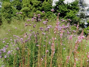 20120906.KalmthoutArboretum 037