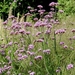 20120906.KalmthoutArboretum 038