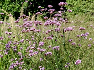 20120906.KalmthoutArboretum 038