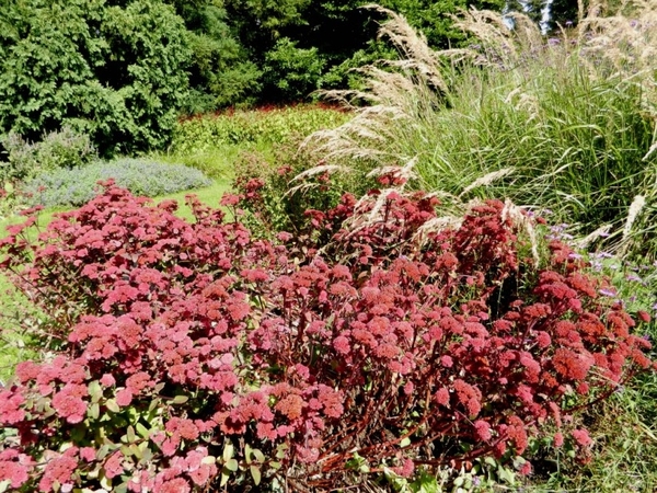 20120906.KalmthoutArboretum 039