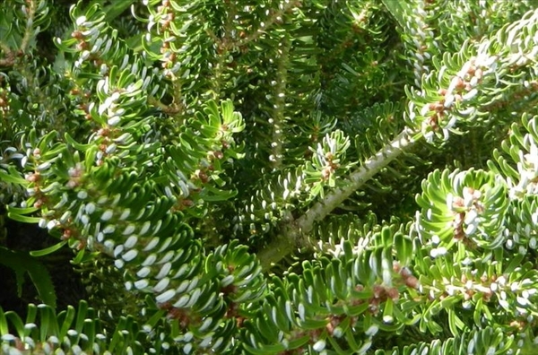 20120906.KalmthoutArboretum 042(2)