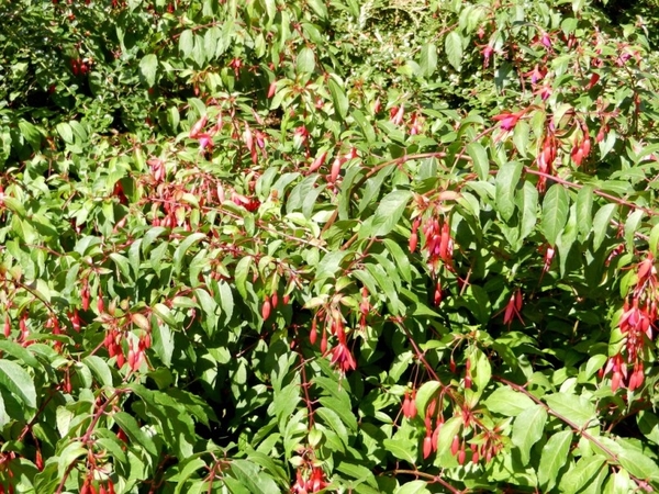 20120906.KalmthoutArboretum 046