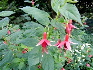 20120906.KalmthoutArboretum 047