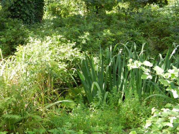 20120906.KalmthoutArboretum 052