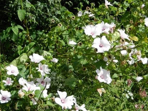 20120906.KalmthoutArboretum 053