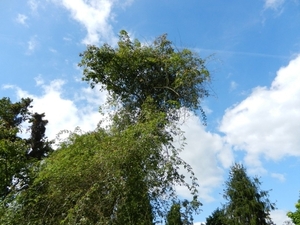 20120906.KalmthoutArboretum 054