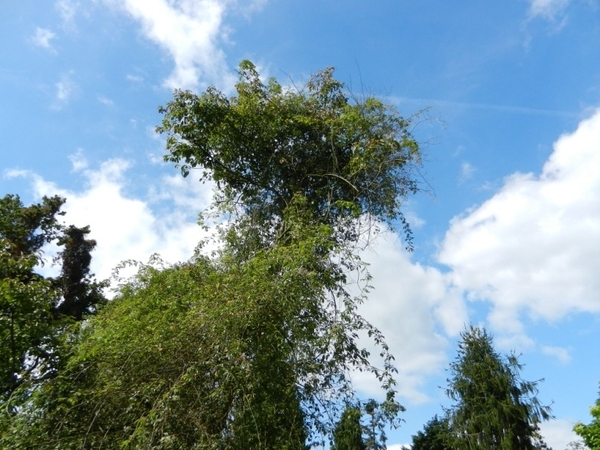 20120906.KalmthoutArboretum 054