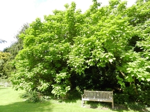 20120906.KalmthoutArboretum 056