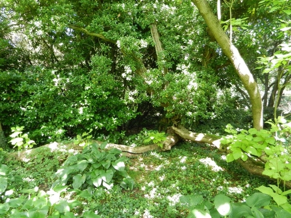 20120906.KalmthoutArboretum 058