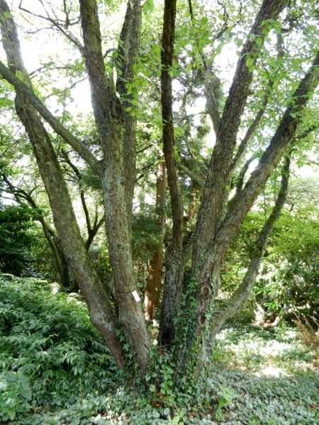 20120906.KalmthoutArboretum 062