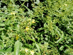 20120906.KalmthoutArboretum 063